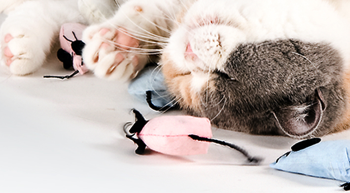 katzenspielzeug