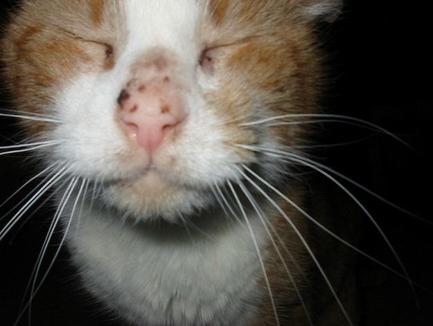How do you cure ear mites in cats?