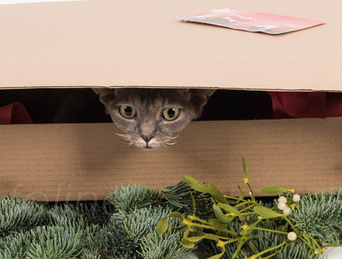 weihnachtsbox_christmas_banner