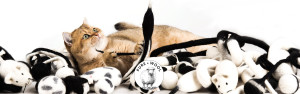 Cat Toys Pure Wool