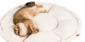 Profeline Katzenbetten