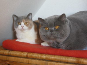 katze-izzy-kater-oakley