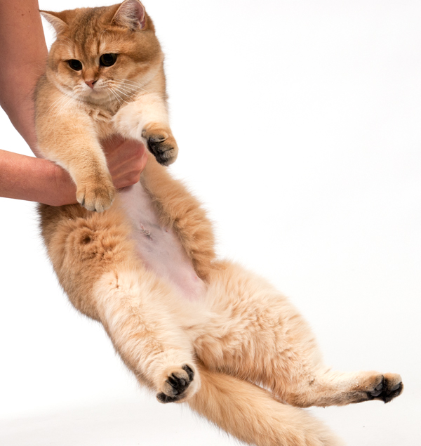 svimmelhed ordbog evigt Kastration und Sterilisation bei Katzen - der richtige Zeitpunkt