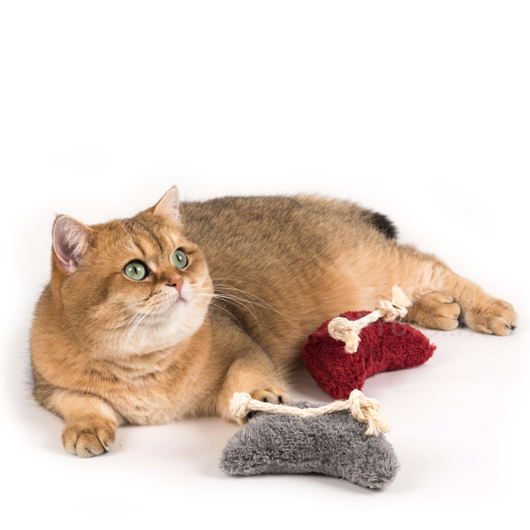 bestes katzenspielzeug