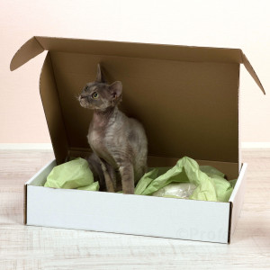 katzen-ueberraschungsbox