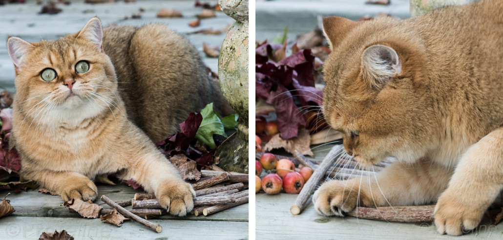 matatabi-stick-natur-katzenspielzeug