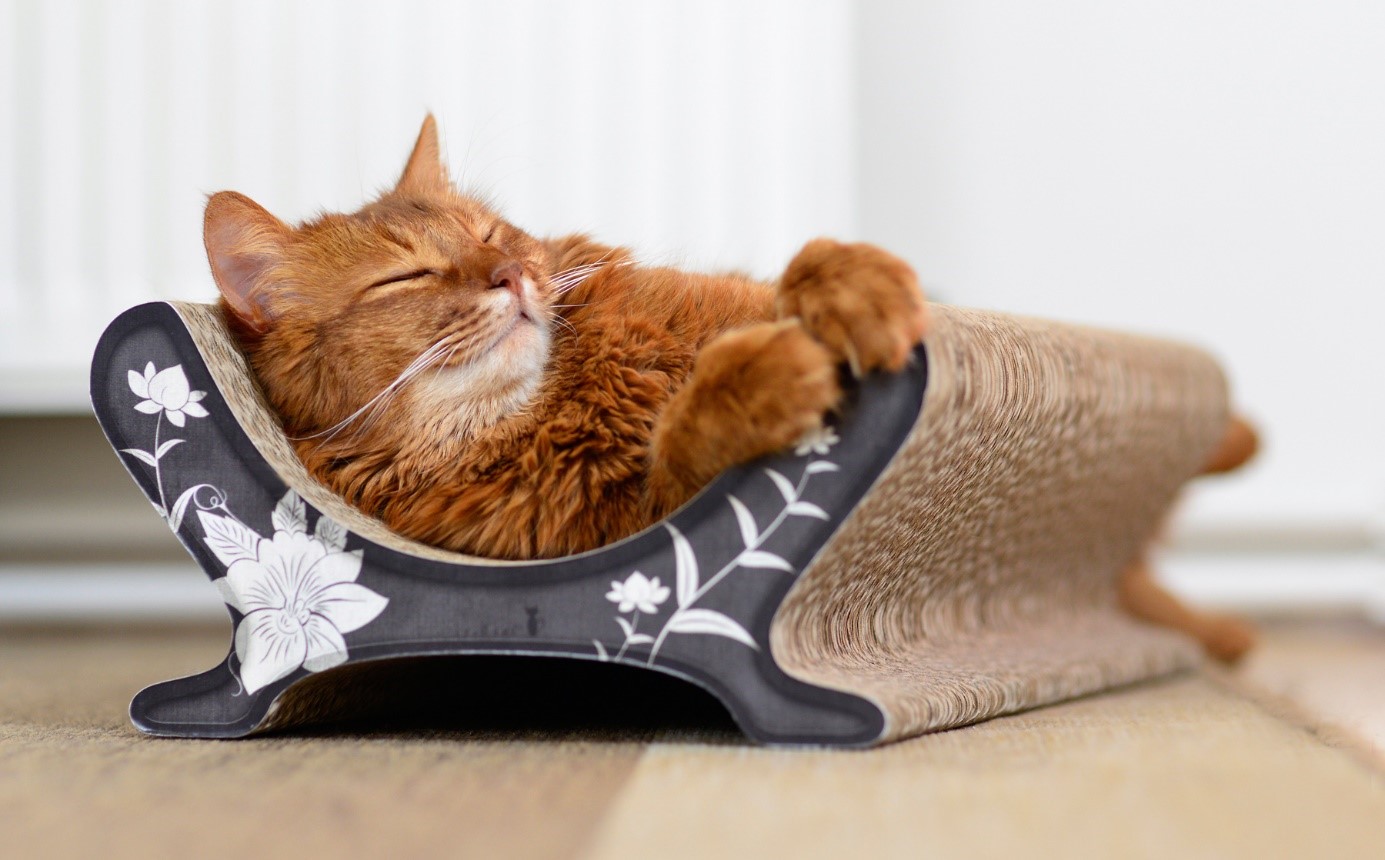 kratzmöbel-fuer-katzen - Kratzm%C3%B6bel Fuer Katzen