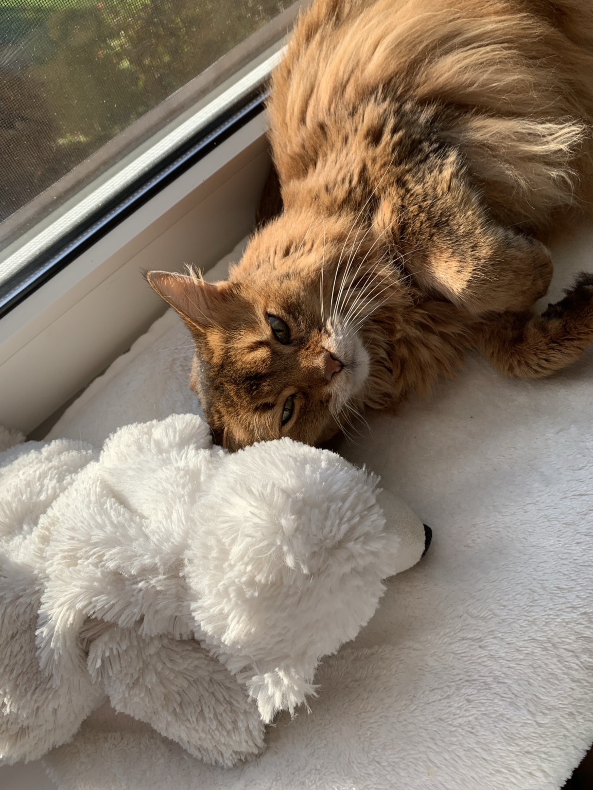 Living with senior cats - Profeline