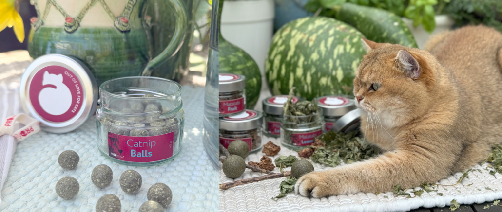 Chat avec jouet à la menthe à chat